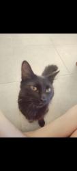 Lost Female Cat last seen Shepparton blvd, Byford, WA 6122