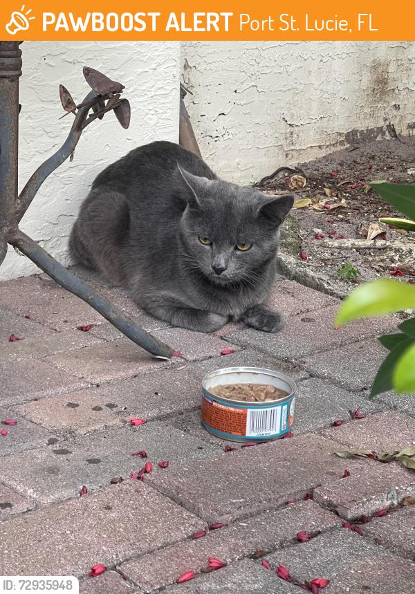 Found/Stray Unknown Cat last seen Corner of Walgreens area , Port St. Lucie, FL 34986