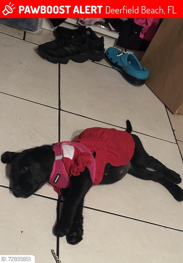Lost Female Dog last seen Near SW 14th St Deerfield Beach, FL 33441, Deerfield Beach, FL 33441