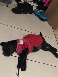 Lost Female Dog last seen Near SW 14th St Deerfield Beach, FL 33441, Deerfield Beach, FL 33441