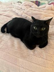 Lost Male Cat last seen Periodt Montessori school, Madison, AL 35758