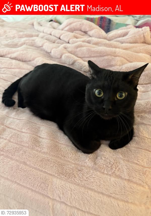 Lost Male Cat last seen Periodt Montessori school, Madison, AL 35758