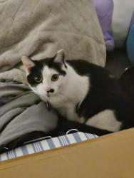 Lost Female Cat last seen Locust and Main St , Westminster, CA 92683