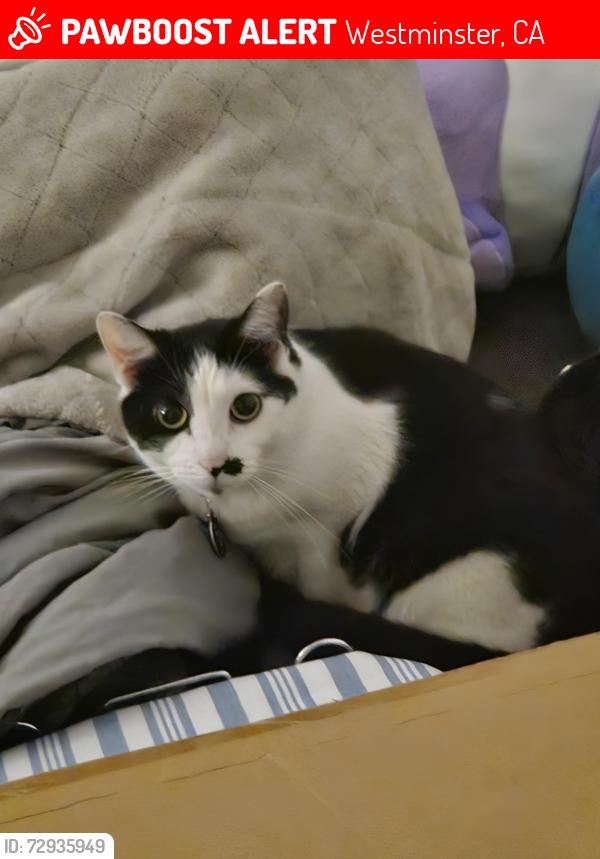 Lost Female Cat last seen Locust and Main St , Westminster, CA 92683