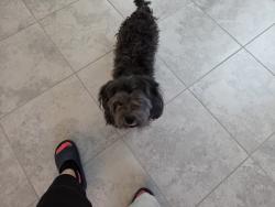 Found/Stray Male Dog last seen Patrick and s cimarron , Spring Valley, NV 89113