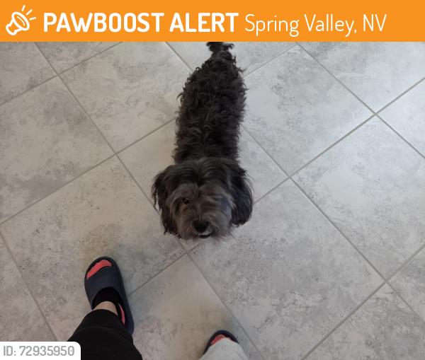 Found/Stray Male Dog last seen Patrick and s cimarron , Spring Valley, NV 89113