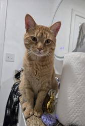 Reunited Male Cat last seen Stamford Hospital, Stamford, CT 06902