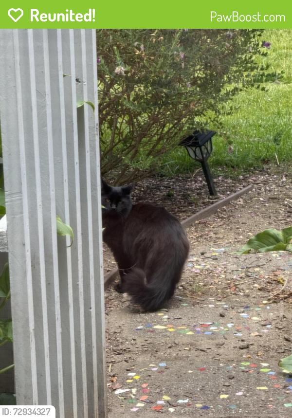 Reunited Female Cat last seen Whitesides Dr East , Vallejo, CA 94591