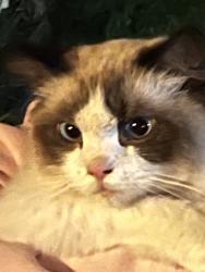 Reunited Unknown Cat last seen SE 139TH & Division, Portland, OR 97236