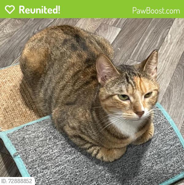 Reunited Female Cat last seen Cary, NC, Cary, NC 27511