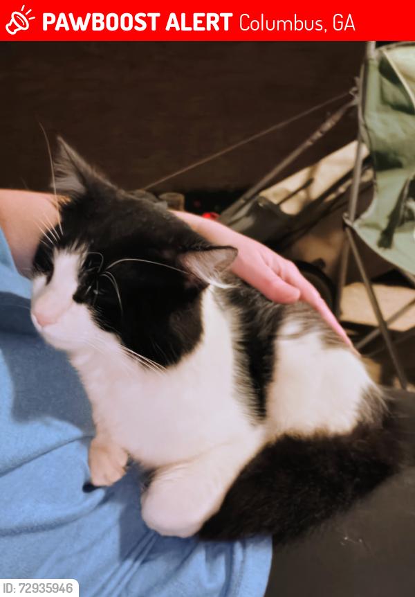 Lost Male Cat last seen Twin Chapel Dr near Rockbridge Dr, Columbus, GA 31904