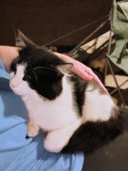 Lost Male Cat last seen Twin Chapel Dr near Rockbridge Dr, Columbus, GA 31904