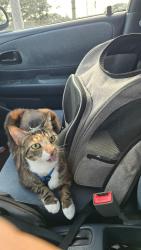 Lost Female Cat last seen Intersection of Harding Ave and Kokohead Ave, near Kaimuki Christian School and Kaimuki District Library , Honolulu, HI 96816