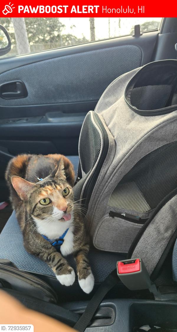 Lost Female Cat last seen Intersection of Harding Ave and Kokohead Ave, near Kaimuki Christian School and Kaimuki District Library , Honolulu, HI 96816