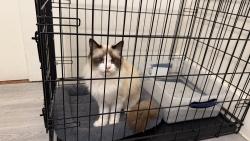 Reunited Female Cat last seen SE 139th & SE Division st , Portland, OR 97236