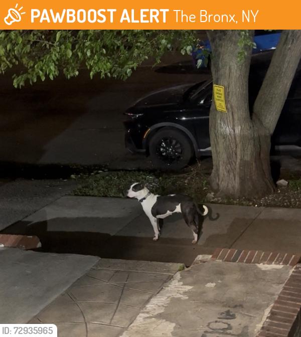 Found/Stray Female Dog last seen allerton ave, The Bronx, NY 10467