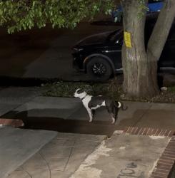 Found/Stray Female Dog last seen allerton ave, The Bronx, NY 10467