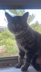 Reunited Male Cat last seen family fair, galvin road , Bellevue, NE 68005