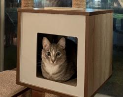 Lost Male Cat last seen Near SE Harrison Street, Portland, OR 97215