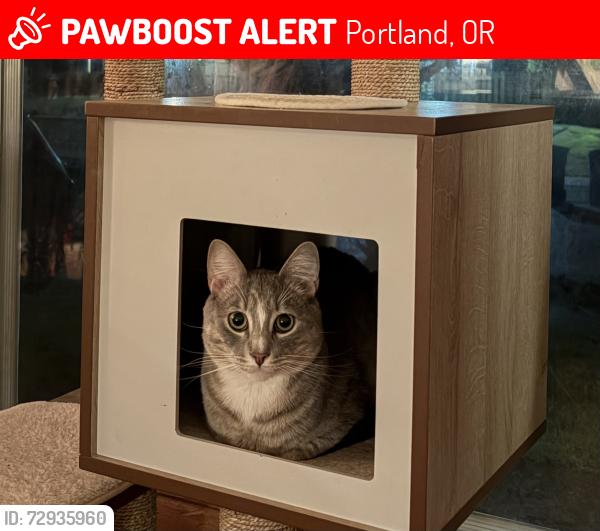 Lost Male Cat last seen Near SE Harrison Street, Portland, OR 97215