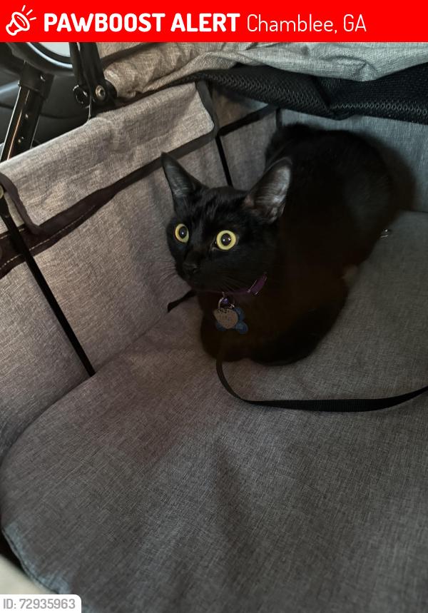 Lost Female Cat last seen Stratford Arms Dr Chamblee Ga, Chamblee, GA 30341