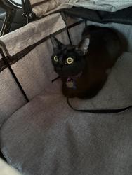 Lost Female Cat last seen Stratford Arms Dr Chamblee Ga, Chamblee, GA 30341