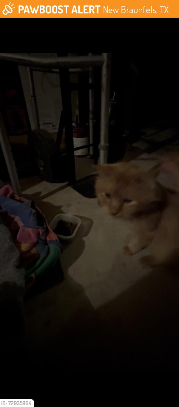 Found/Stray Male Cat last seen Cap rock & 46, New Braunfels, TX 78130