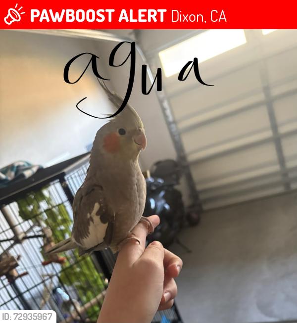 Lost Female Bird last seen Apt valley glen, Dixon, CA 95620