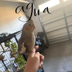Lost Female Bird last seen Apt valley glen, Dixon, CA 95620