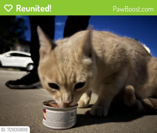 Reunited Male Cat last seen Near Saranac Pl, Riverside, CA 92508, USA, Riverside, CA 92508