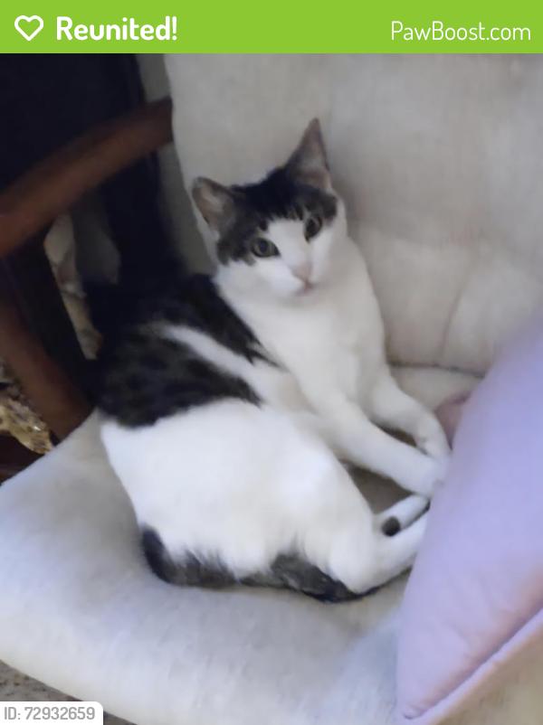 Reunited Male Cat last seen Near East Airport Ave. Lompoc, Lompoc, CA 93436