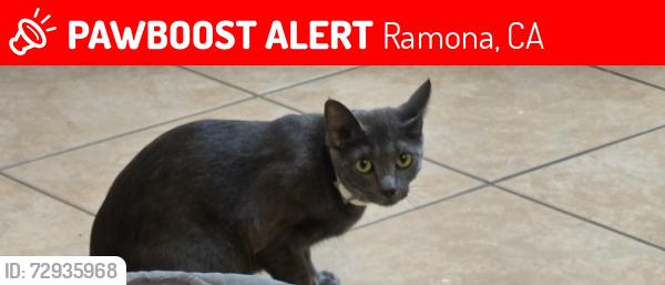 Lost Female Cat last seen 11th street , Ramona, CA 92065