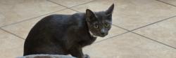 Lost Female Cat last seen 11th street , Ramona, CA 92065