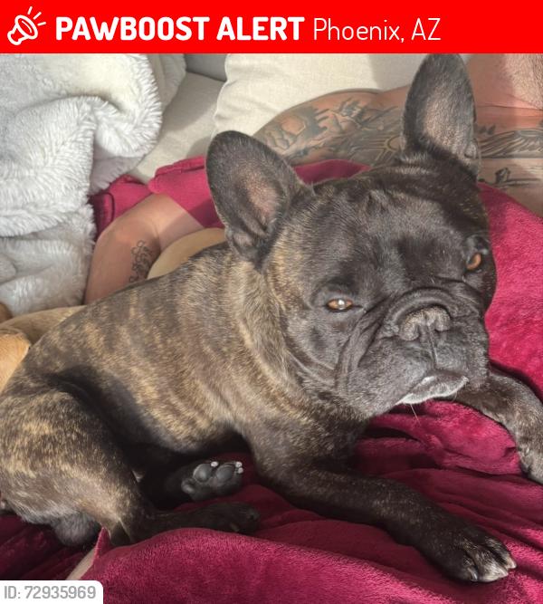 Lost Male Dog last seen Cave Creek and 16th by Pinks Moving, Phoenix, AZ 85020