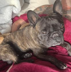 Lost Male Dog last seen Cave Creek and 16th by Pinks Moving, Phoenix, AZ 85020