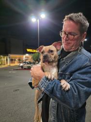 Found/Stray Unknown Dog last seen By the Healthy Spot & Starbucks, Los Angeles, CA 90026
