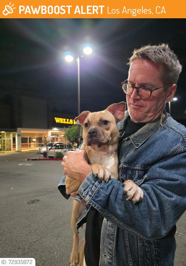Found/Stray Unknown Dog last seen By the Healthy Spot & Starbucks, Los Angeles, CA 90026