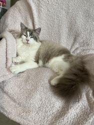Reunited Female Cat last seen Cressbrook Circuit, Deebing Heights, QLD 4306