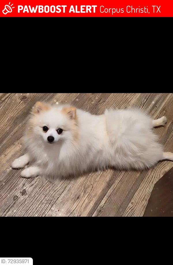 Lost Male Dog last seen Port & MORGAN , Corpus Christi, TX 78404