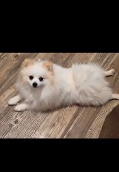 Lost Male Dog last seen Port & MORGAN , Corpus Christi, TX 78404