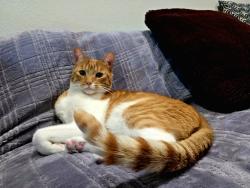 Reunited Male Cat last seen Near Colville Dr, San Jose, CA 95123