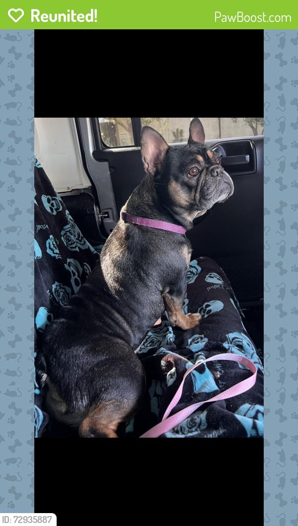 Reunited Female Dog last seen Chakkar ests and Tully rd turlock , Turlock, CA 95380