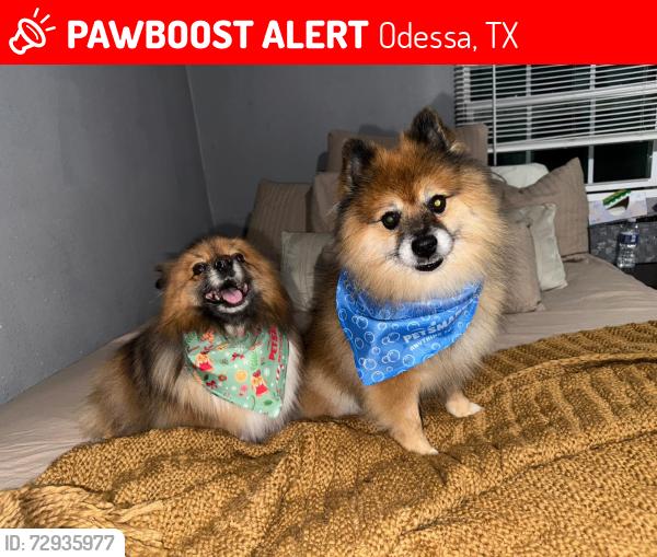 Lost Male Dog last seen Near adams ave , Odessa, TX 79762
