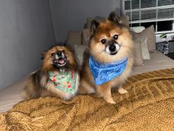 Lost Male Dog last seen Near adams ave , Odessa, TX 79762