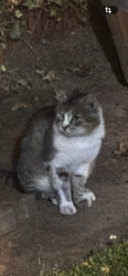 Found/Stray Unknown Cat last seen SE River Road & SE Thrush , Hillsboro, OR 97123