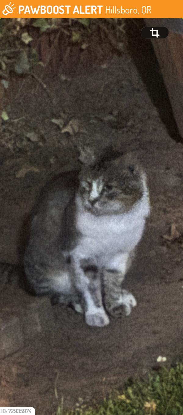 Found/Stray Unknown Cat last seen SE River Road & SE Thrush , Hillsboro, OR 97123