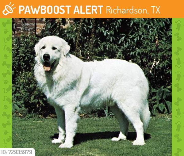 Found/Stray Unknown Dog last seen Arapaho and Floyd Rd Richardson Tx, Richardson, TX 75080