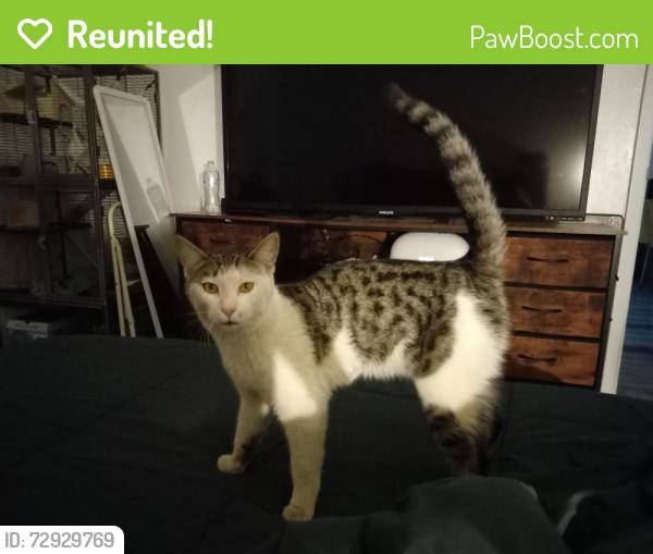 Reunited Male Cat last seen 15th Ave and Halstead Dr., Phoenix, AZ 85023