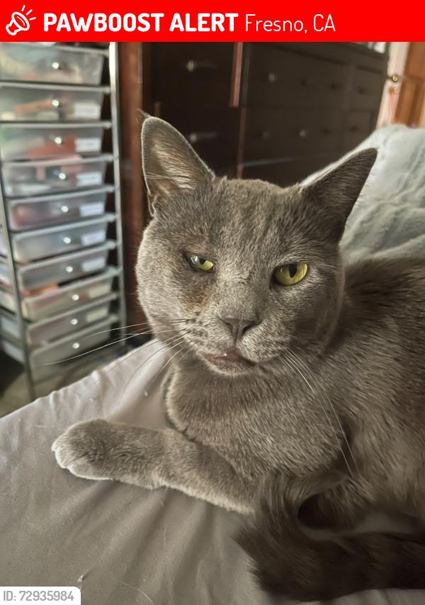 Lost Male Cat last seen Figarden & Sierra, Fresno, CA 93711