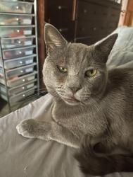Lost Male Cat last seen Figarden & Sierra, Fresno, CA 93711